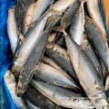 Fornecimento de fabricação de cavala congelada Tamanho de peixe 300-500g Mercado